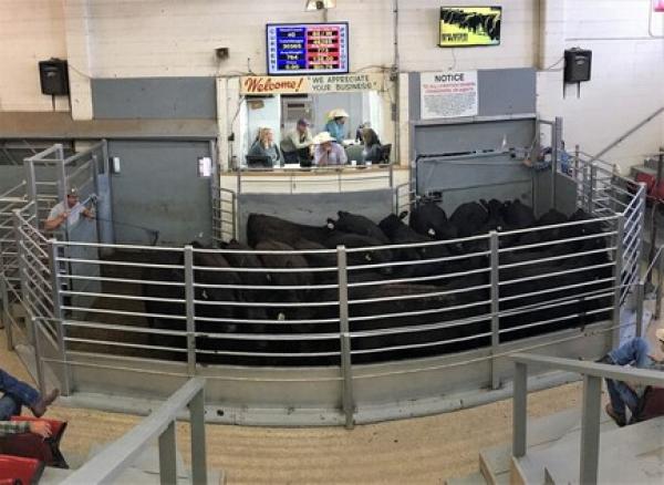 Winfield Livestock Auction Co, Inc Event on 2024-07-03 | CattleUSA